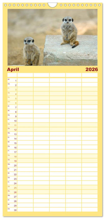 Lustige Erdmännchen (CALVENDO Familienplaner 2026)