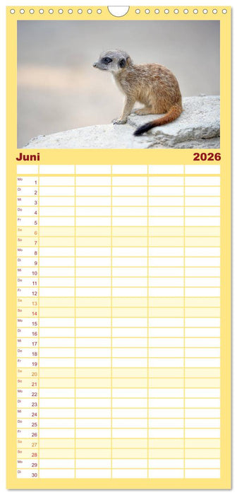 Lustige Erdmännchen (CALVENDO Familienplaner 2026)