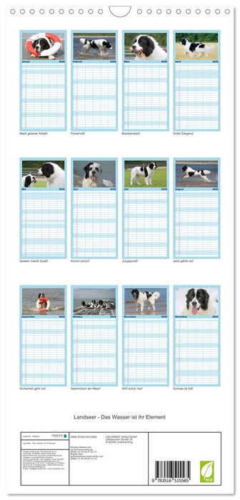 Landseer - Das Wasser ist ihr Element (CALVENDO Familienplaner 2026)