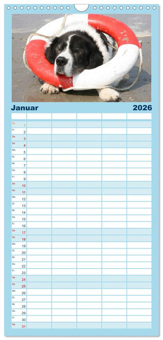 Landseer - Das Wasser ist ihr Element (CALVENDO Familienplaner 2026)