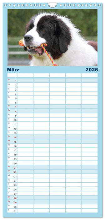 Landseer - Das Wasser ist ihr Element (CALVENDO Familienplaner 2026)