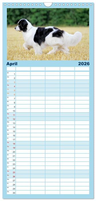 Landseer - Das Wasser ist ihr Element (CALVENDO Familienplaner 2026)