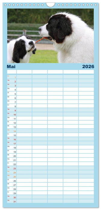 Landseer - Das Wasser ist ihr Element (CALVENDO Familienplaner 2026)