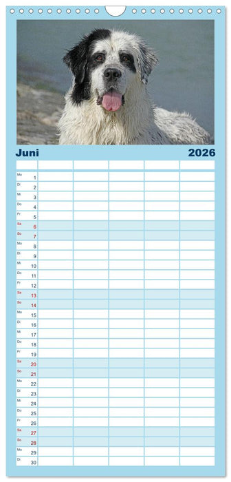 Landseer - Das Wasser ist ihr Element (CALVENDO Familienplaner 2026)