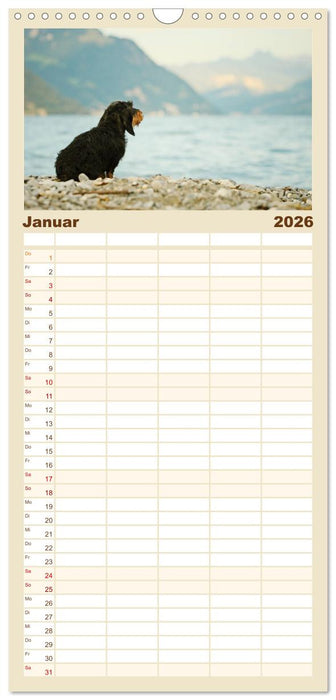 Die Dackel daggeln.... (CALVENDO Familienplaner 2026)