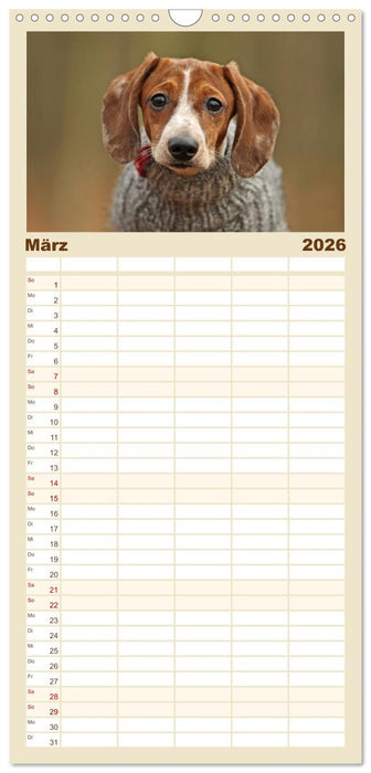 Die Dackel daggeln.... (CALVENDO Familienplaner 2026)