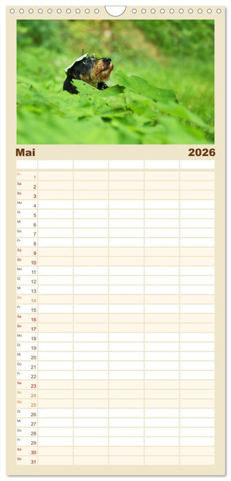 Die Dackel daggeln.... (CALVENDO Familienplaner 2026)