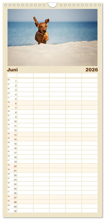 Die Dackel daggeln.... (CALVENDO Familienplaner 2026)