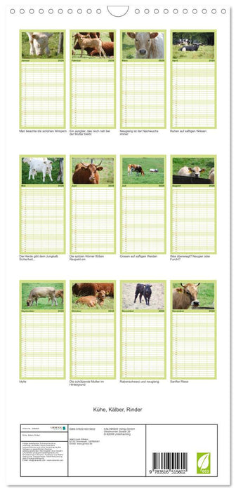 Kühe, Kälber, Rinder (CALVENDO Familienplaner 2026)