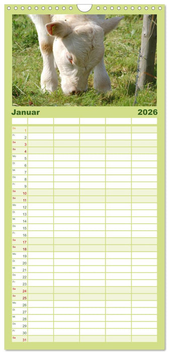 Kühe, Kälber, Rinder (CALVENDO Familienplaner 2026)
