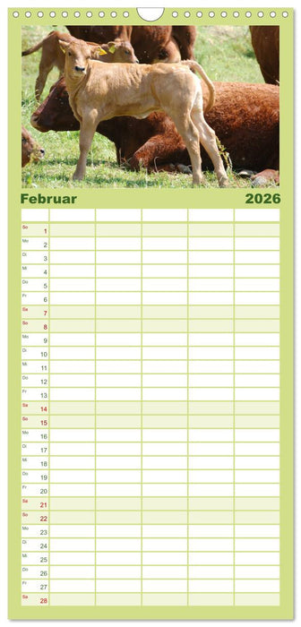 Kühe, Kälber, Rinder (CALVENDO Familienplaner 2026)