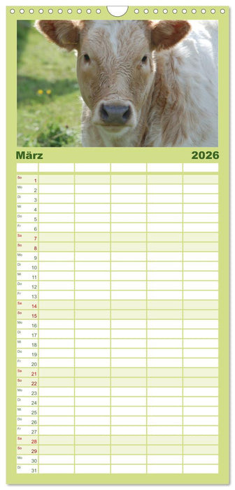 Kühe, Kälber, Rinder (CALVENDO Familienplaner 2026)