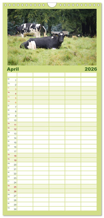 Kühe, Kälber, Rinder (CALVENDO Familienplaner 2026)