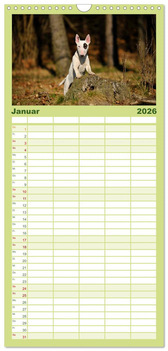 Bullterrier, Powerpakete auf 4 Pfoten (CALVENDO Familienplaner 2026)