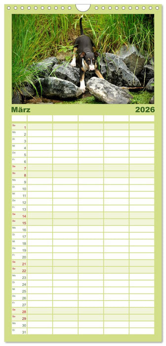 Bullterrier, Powerpakete auf 4 Pfoten (CALVENDO Familienplaner 2026)