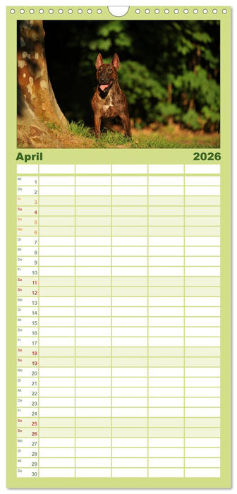 Bullterrier, Powerpakete auf 4 Pfoten (CALVENDO Familienplaner 2026)