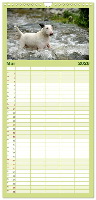 Bullterrier, Powerpakete auf 4 Pfoten (CALVENDO Familienplaner 2026)