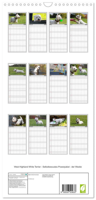 West Highland White Terrier - Selbstbewustes Powerpaket - der Westie (CALVENDO Familienplaner 2026)