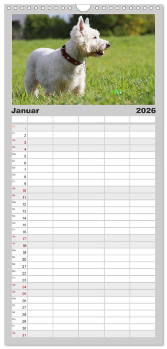 West Highland White Terrier - Selbstbewustes Powerpaket - der Westie (CALVENDO Familienplaner 2026)