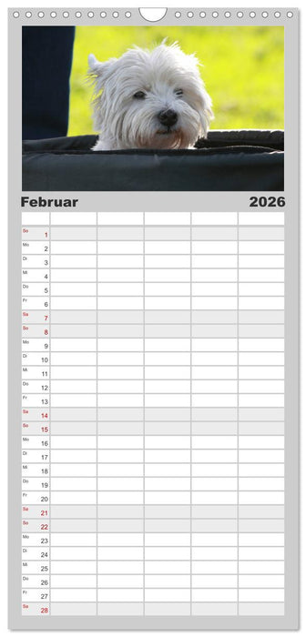 West Highland White Terrier - Selbstbewustes Powerpaket - der Westie (CALVENDO Familienplaner 2026)
