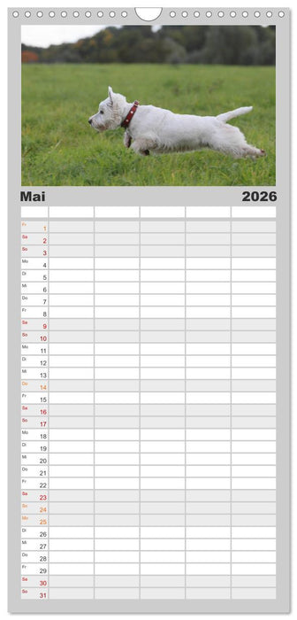 West Highland White Terrier - Selbstbewustes Powerpaket - der Westie (CALVENDO Familienplaner 2026)