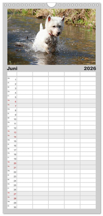 West Highland White Terrier - Selbstbewustes Powerpaket - der Westie (CALVENDO Familienplaner 2026)