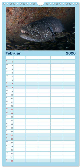 Tauchen, Fische und Meer (CALVENDO Familienplaner 2026)