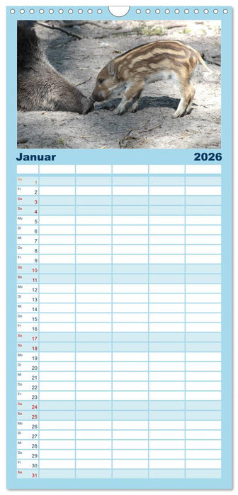 Tierische Schweinerei (CALVENDO Familienplaner 2026)