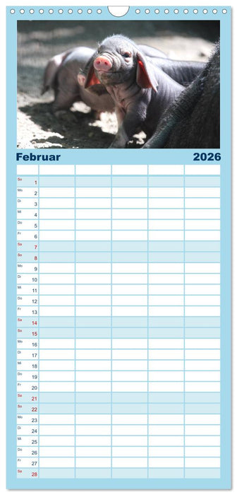 Tierische Schweinerei (CALVENDO Familienplaner 2026)