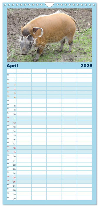 Tierische Schweinerei (CALVENDO Familienplaner 2026)