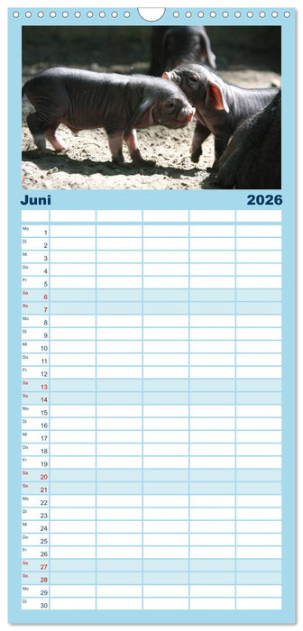Tierische Schweinerei (CALVENDO Familienplaner 2026)