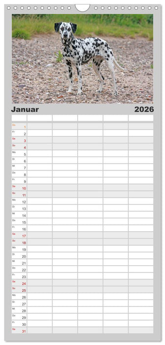 Gefleckte Freunde - Hunderasse Dalmatiner (CALVENDO Familienplaner 2026)