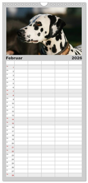 Gefleckte Freunde - Hunderasse Dalmatiner (CALVENDO Familienplaner 2026)