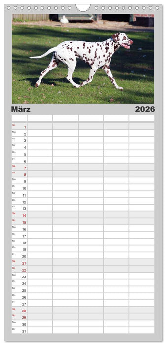 Gefleckte Freunde - Hunderasse Dalmatiner (CALVENDO Familienplaner 2026)