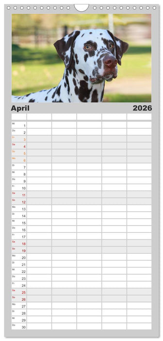 Gefleckte Freunde - Hunderasse Dalmatiner (CALVENDO Familienplaner 2026)