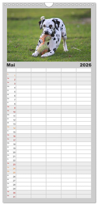 Gefleckte Freunde - Hunderasse Dalmatiner (CALVENDO Familienplaner 2026)