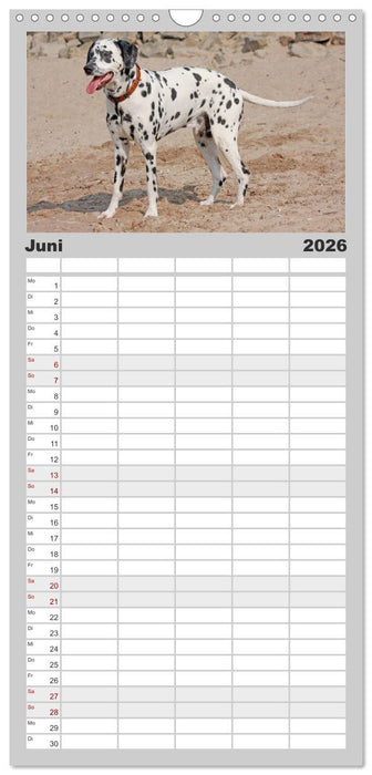 Gefleckte Freunde - Hunderasse Dalmatiner (CALVENDO Familienplaner 2026)