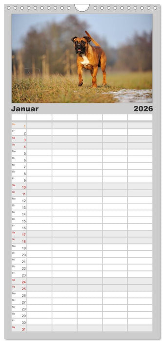 Gut - besser - Boxer (CALVENDO Familienplaner 2026)