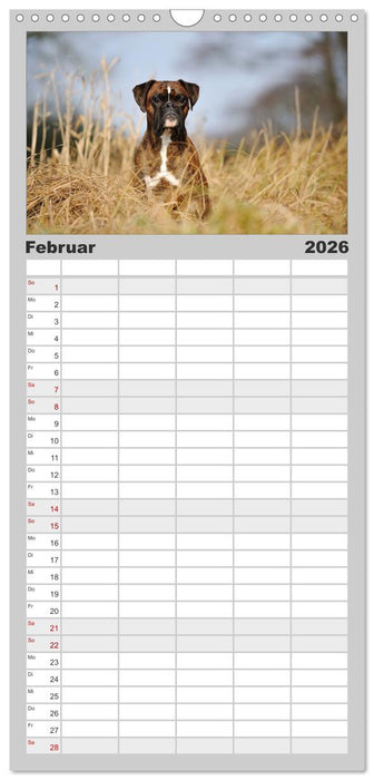 Gut - besser - Boxer (CALVENDO Familienplaner 2026)