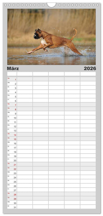 Gut - besser - Boxer (CALVENDO Familienplaner 2026)