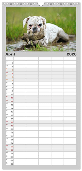 Gut - besser - Boxer (CALVENDO Familienplaner 2026)