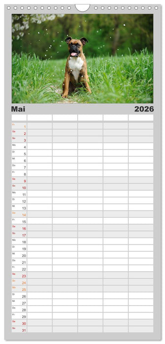 Gut - besser - Boxer (CALVENDO Familienplaner 2026)