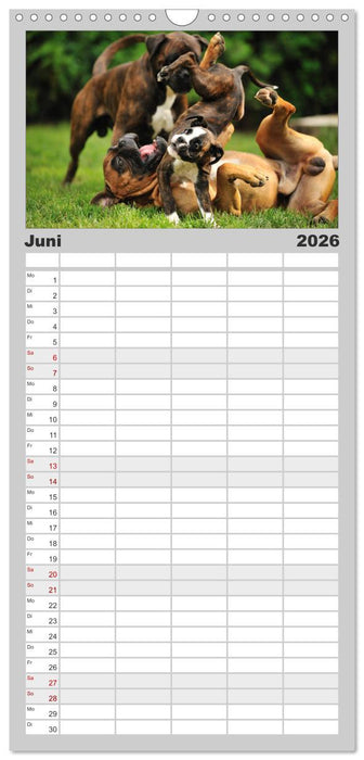 Gut - besser - Boxer (CALVENDO Familienplaner 2026)