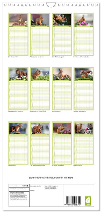 Eichhörnchen Momentaufnahmen fürs Herz (CALVENDO Familienplaner 2026)