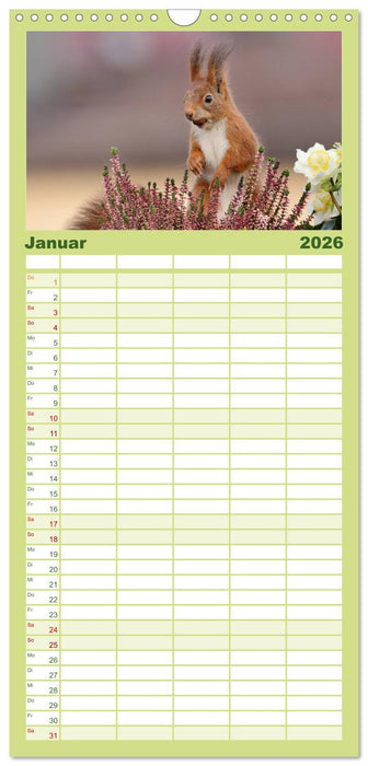 Eichhörnchen Momentaufnahmen fürs Herz (CALVENDO Familienplaner 2026)