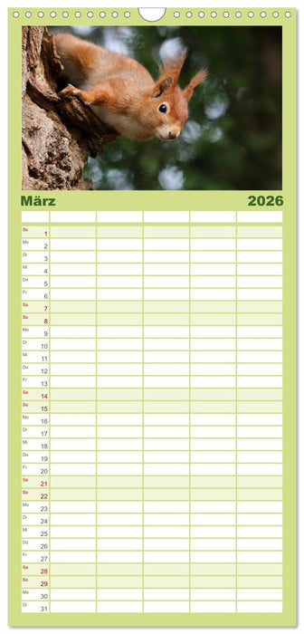 Eichhörnchen Momentaufnahmen fürs Herz (CALVENDO Familienplaner 2026)