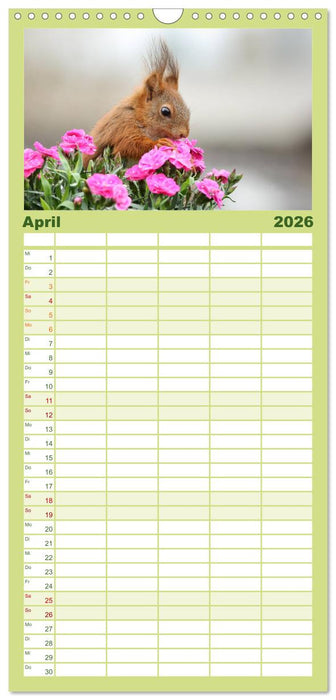 Eichhörnchen Momentaufnahmen fürs Herz (CALVENDO Familienplaner 2026)
