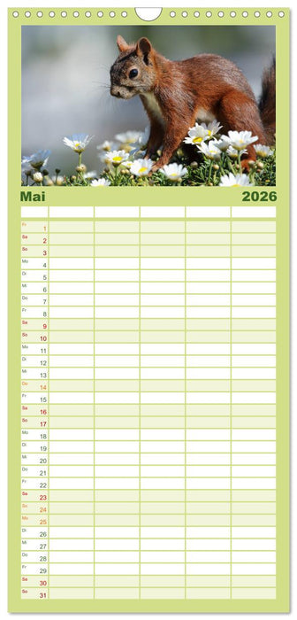 Eichhörnchen Momentaufnahmen fürs Herz (CALVENDO Familienplaner 2026)