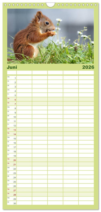Eichhörnchen Momentaufnahmen fürs Herz (CALVENDO Familienplaner 2026)