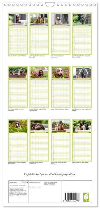 English Cocker Spaniels - Ein Spaziergang im Park (CALVENDO Familienplaner 2026)